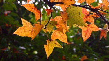 Rừng phong Chí Linh - “tọa độ săn ảnh” đốn tim du khách