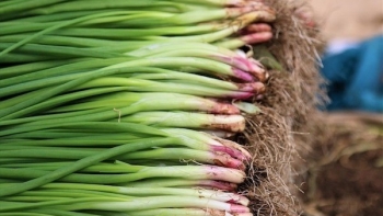 Giá thịt lợn gấp 3 lần giá lợn hơi, giá hành lá cao nhất 100.000 đồng/kg