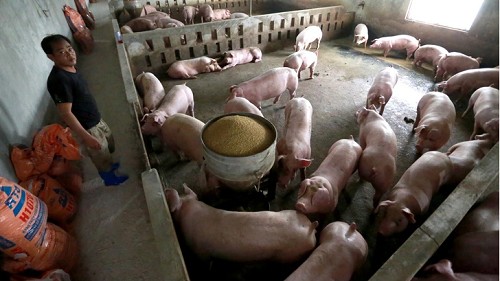 Giá heo hơi hôm nay 9/10: Lặng sóng ngày đầu tuần