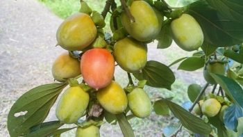 Hồng không hạt Bắc Kạn – Thứ quà quê ngày càng khẳng định được thương hiệu trên thị trường