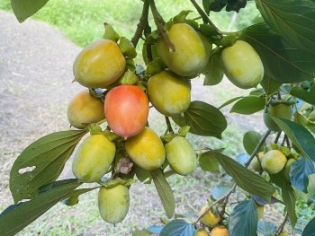 Hồng không hạt Bắc Kạn – Thứ quà quê ngày càng khẳng định được thương hiệu trên thị trường