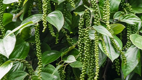 Giá nông sản hôm nay 9/10: Cà phê duy trì ổn định, hồ tiêu giảm 500 đồng/kg