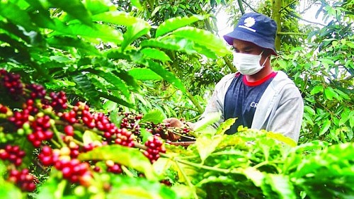 Xuất khẩu cà phê dần chinh phục mốc 4 tỷ USD năm 2023