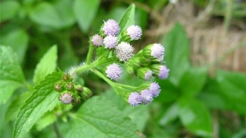 4 cây mọc dại giúp phòng bệnh khi “trái gió trở trời”