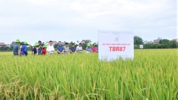 Hưng Yên phát triển giống cây mới - đảm bảo sản phẩm nông nghiệp chất lượng cao