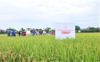 Hưng Yên phát triển giống cây mới - đảm bảo sản phẩm nông nghiệp chất lượng cao