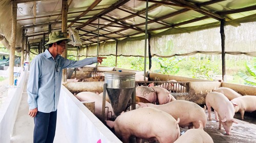 Giá heo hơi hôm nay 10/10: Giảm rải rác 1.000 đồng/kg ở cả ba miền