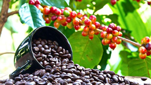 Giá nông sản hôm nay 10/10:  Cà phê điều chỉnh giảm  500 đồng/kg, hồ tiêu chưa có điều chỉnh mới