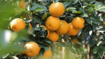 Những loại quả là đặc sản tiến Vua của người Việt xưa