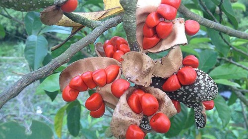 Loại hạt được ví “vàng đen” của Tây Bắc, có mùi thơm đặc biệt được săn tìm ráo riết