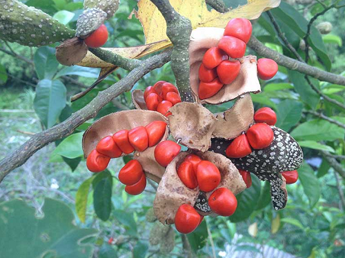 Loại hạt được ví “vàng đen” của Tây Bắc, có mùi thơm đặc biệt được săn tìm ráo riết