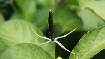 Cây quả nổ - vị thuốc đông y quý nhưng không hiếm