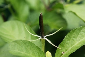 Cây quả nổ - vị thuốc đông y quý nhưng không hiếm