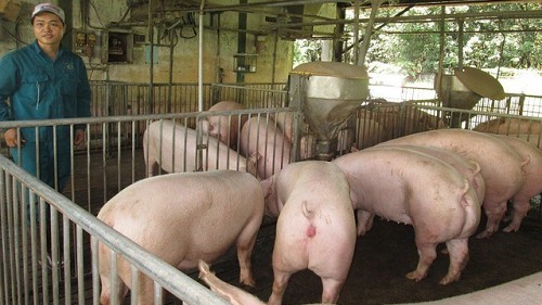 Giá heo hơi hôm nay 11/10: Tiếp tục giảm 1.000 đồng/kg trên diện rộng