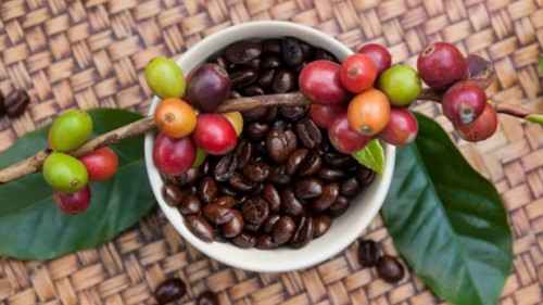 Giá nông sản hôm nay 11/10: Cà phê quay đầu tăng 100 đồng/kg, hồ tiêu không có biến động mới