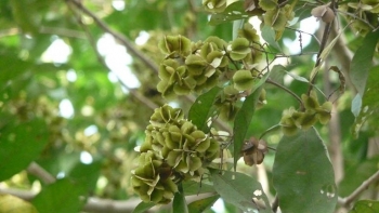 Cây trâm bầu - vị thuốc dân gian với nhiều công dụng