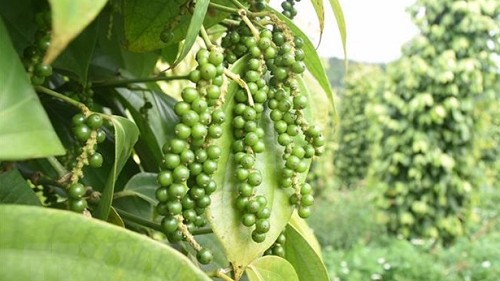 Việt Nam xuất khẩu gần 17.000 tấn hồ tiêu trong tháng 9
