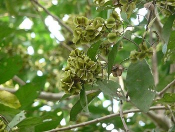 Cây trâm bầu - vị thuốc dân gian với nhiều công dụng