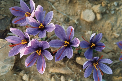 Nhụy hoa nghệ tây có tác dụng gì dối với sức khỏe?