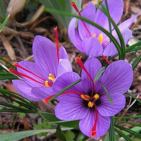 Nhụy hoa nghệ tây có tác dụng gì dối với sức khỏe?