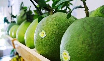 New Zealand dự kiến nới lỏng biện pháp giám sát kiểm dịch thực vật đối với một số trái cây Việt