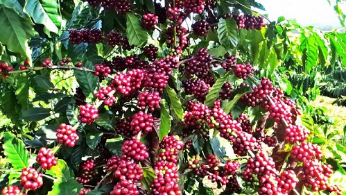 Việt Nam xuất khẩu gần 51.000 tấn cà phê trong tháng 9