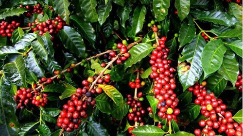 Giá nông sản hôm nay 12/10: Cà phê và hồ tiêu đồng loạt giảm