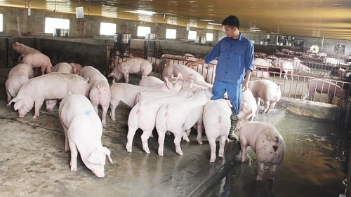 Giá heo hơi hôm nay 12/10: Tiếp tục lao dốc, người nuôi ngại tái đàn