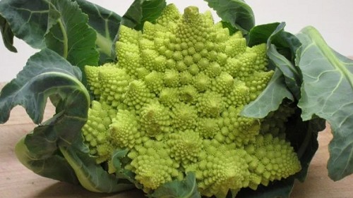 Loại rau có hình dáng độc đáo, được giới nhà giàu săn lùng vì giàu dinh dưỡng