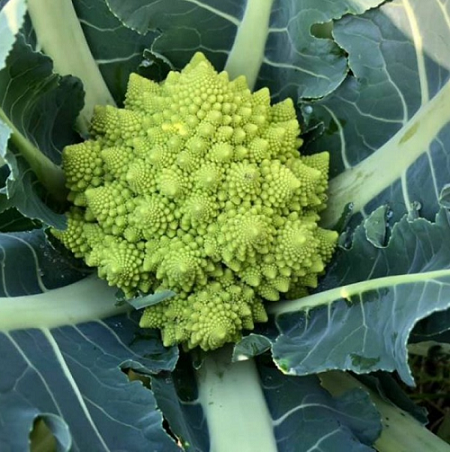 Loại rau có hình dáng độc đáo, được giới nhà giàu săn lùng vì giàu dinh dưỡng