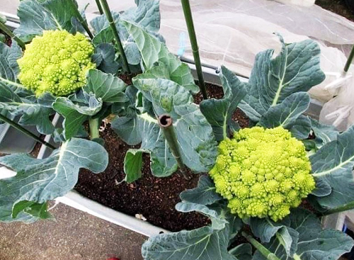 Loại rau có hình dáng độc đáo, được giới nhà giàu săn lùng vì giàu dinh dưỡng