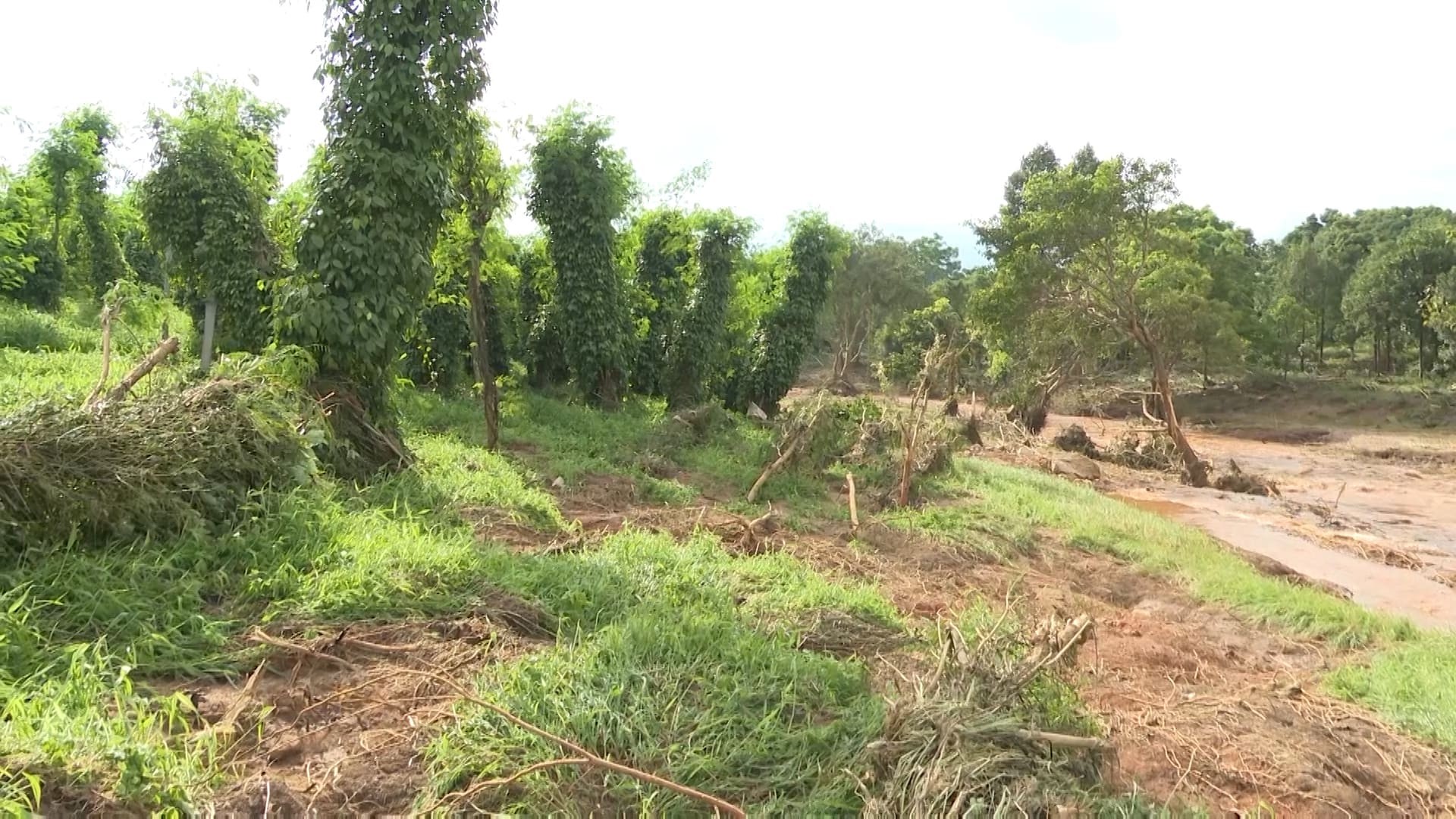 Gia Lai : Nhiều diện tích hoa màu của người dân bị cuốn trôi do đập thủy điện vỡ Gia Lai : Nhiều diện tích hoa màu của người dân bị cuốn trôi do đập thủy điện vỡ