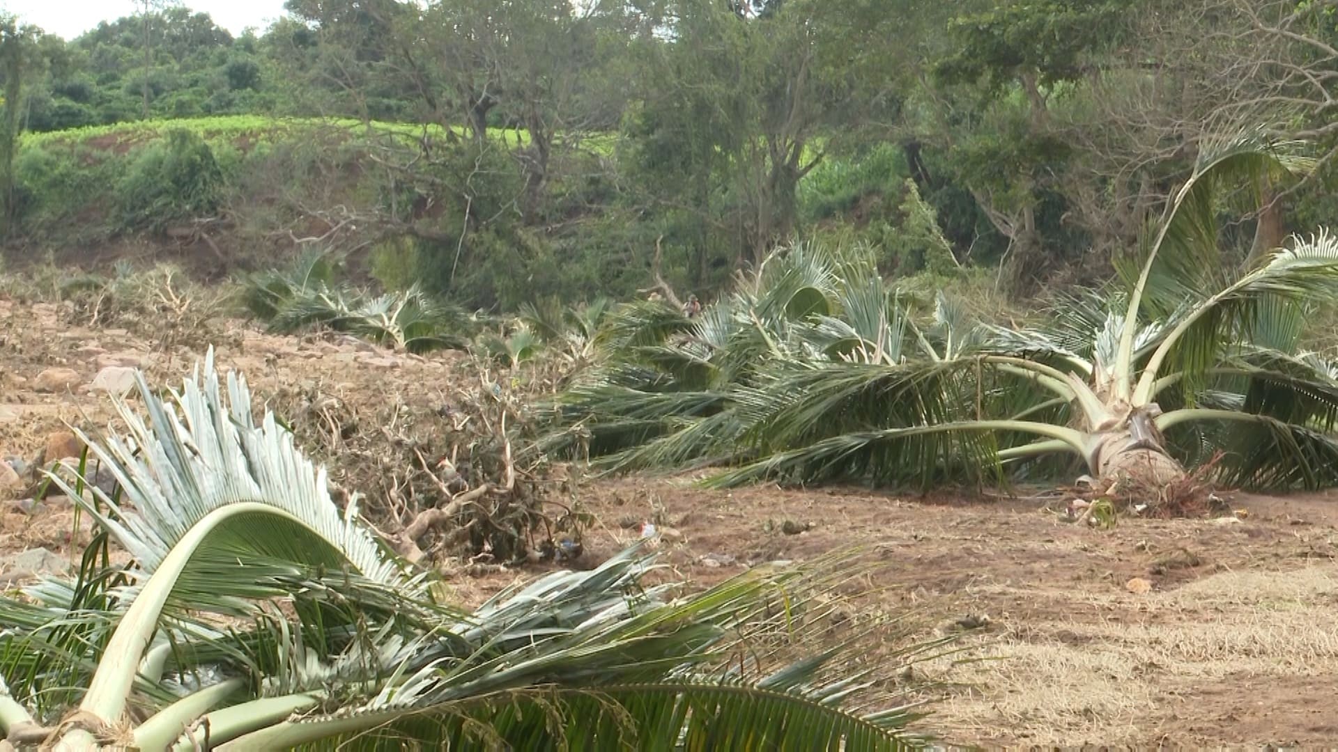 Gia Lai : Nhiều diện tích hoa màu của người dân bị cuốn trôi do đập thủy điện vỡ Gia Lai : Nhiều diện tích hoa màu của người dân bị cuốn trôi do đập thủy điện vỡ