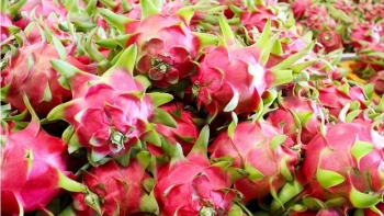 Trị giá hàng nông sản xuất khẩu qua Cửa khẩu Lào Cai đạt gần 220 triệu USD