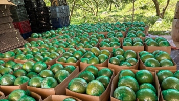 Bưởi da xanh Hắc Dịch và câu chuyện tạo dựng thương hiệu riêng giúp hương bưởi vươn xa