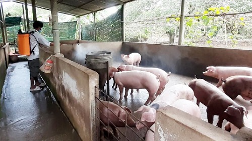 Giá heo hơi hôm nay 13/10: Cắm đầu lao dốc tại nhiều địa phương