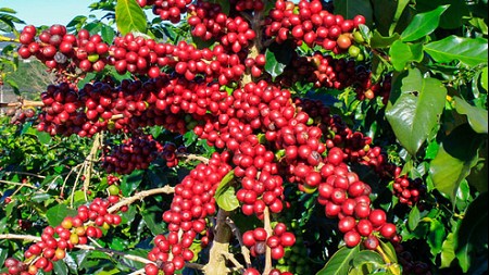 Giá nông sản hôm nay 13/10: Cà phê đảo chiều tăng, hồ tiêu không có thay đổi mới