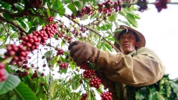 Thách thức trong việc hiện thực hoá mục tiêu xuất khẩu cà phê năm 2023