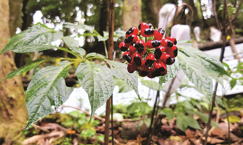 Bất ngờ loại hạt đắt nhất Việt Nam, giá lên đến 240 triệu đồng/kg