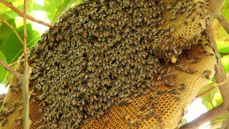 5 đặc sản Gia Lai đắt xắt ra miếng, mua về làm quà thì hết ý, ai nhận cũng xuýt xoa