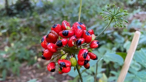 Bất ngờ loại hạt đắt nhất Việt Nam, giá lên đến 240 triệu đồng/kg