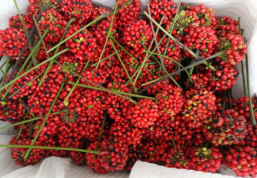 Bất ngờ loại hạt đắt nhất Việt Nam, giá lên đến 240 triệu đồng/kg