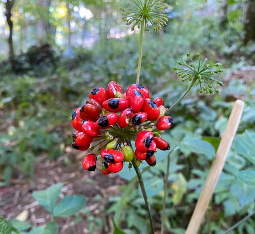 Bất ngờ loại hạt đắt nhất Việt Nam, giá lên đến 240 triệu đồng/kg