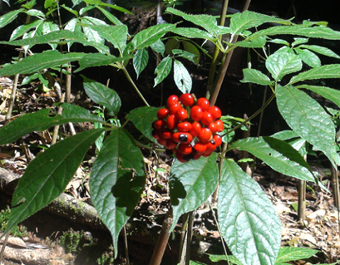 Bất ngờ loại hạt đắt nhất Việt Nam, giá lên đến 240 triệu đồng/kg