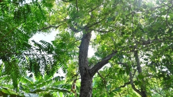 Cây sầu đâu - vị thuốc quý trong dân gian