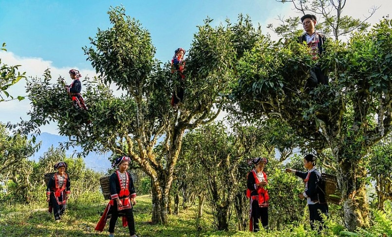 Cây chè Shan tuyết cổ thụ Hoàng Su Phì