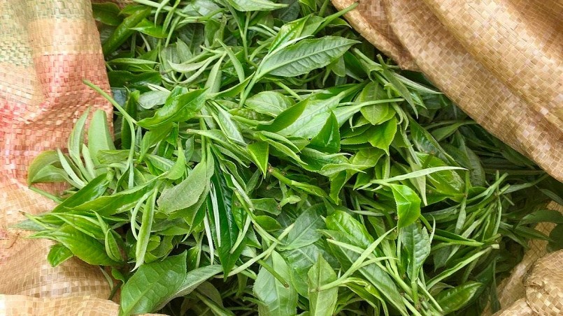 Búp chè Shan tuyết được chụp từ gùi hái của người dân