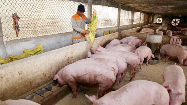 Giá heo hơi hôm nay 14/10: Giảm thêm 1.000 đồng/kg ở một vài nơi