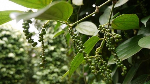 Giá nông sản hôm nay 14/10: Cà phê tiếp đà tăng tăng 300 đồng/kg, hồ tiêu nằm im ở mức 70.500 đồng/kg