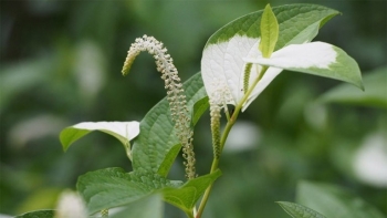 Tác dụng của cây hàm ếch